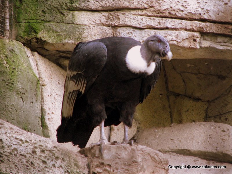 Andean Condor